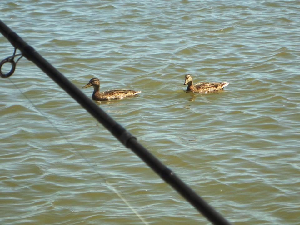 sulina iunie 2013 - 946620.jpg